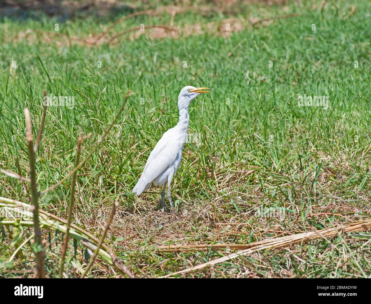 Bubulcus egret bovini ibis uccello selvatico si è levato in piedi su erba in campagna paesaggio prato campo Foto Stock