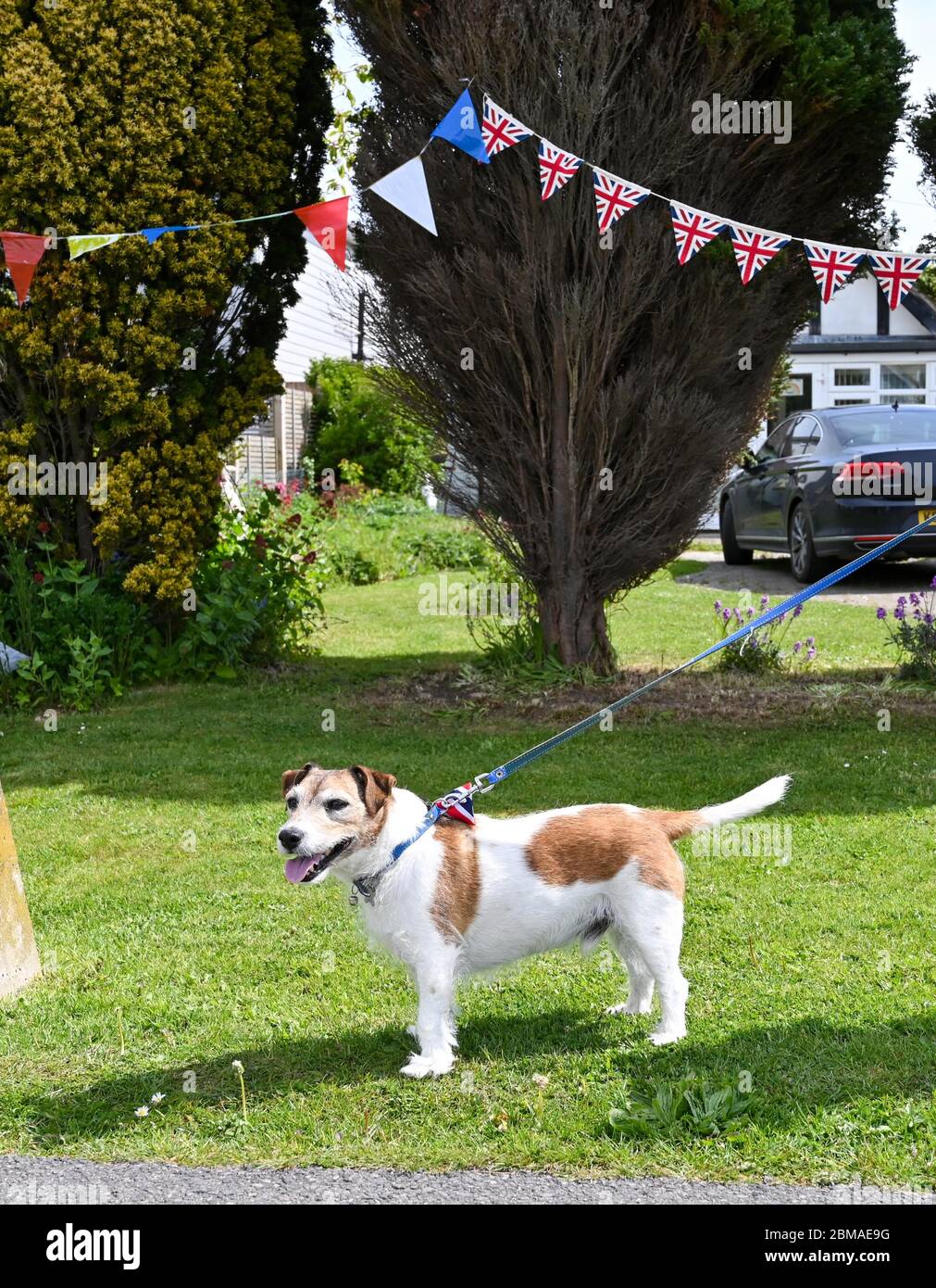 Littlehampton UK 8 maggio 2020 - questo cane indossa una cravatta Union Jack Bow per commemorare l'anniversario del VE Day nel villaggio di Ferring vicino Worthing durante le restrizioni di blocco del coronavirus COVID-19 pandemic. E '75 anni da quando la vittoria in Europa sui tedeschi è stata annunciata durante la seconda guerra mondiale: Credit Simon Dack / Alamy Live News Foto Stock