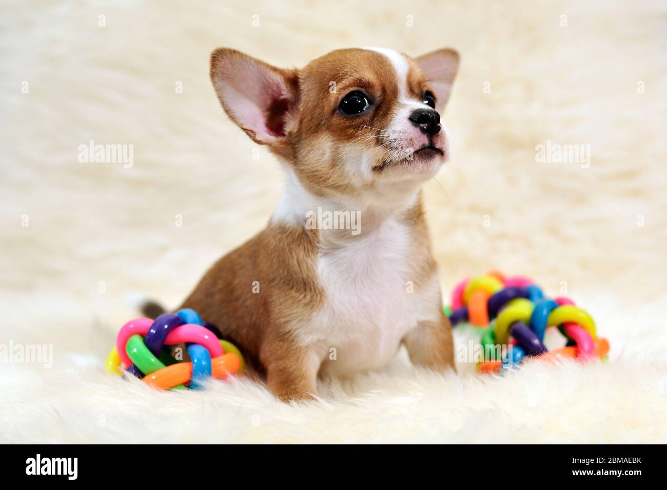 Chihuahua pyppy su copertina bianca in pelliccia. Foto Stock