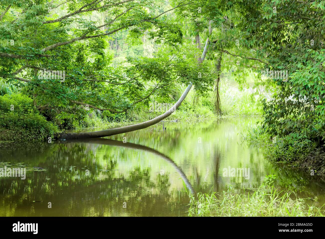 fiume nella foresta pluviale tropicale con palme, Australia Foto Stock