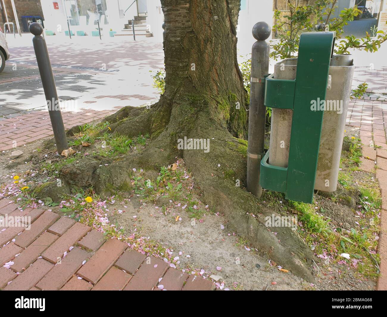 Trashcan in una fossa di alberi, Germania, Renania Settentrionale-Vestfalia Foto Stock