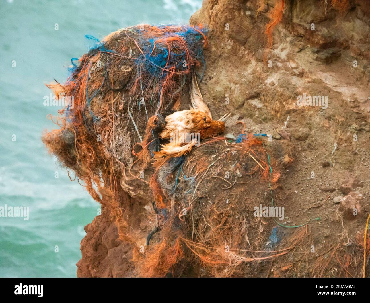 Gannet settentrionale (Sula bassana, Morus bassanus), gannet settentrionale morto sulla rupe degli uccelli di Helgoland, Germania, Schleswig-Holstein, Helgoland Foto Stock