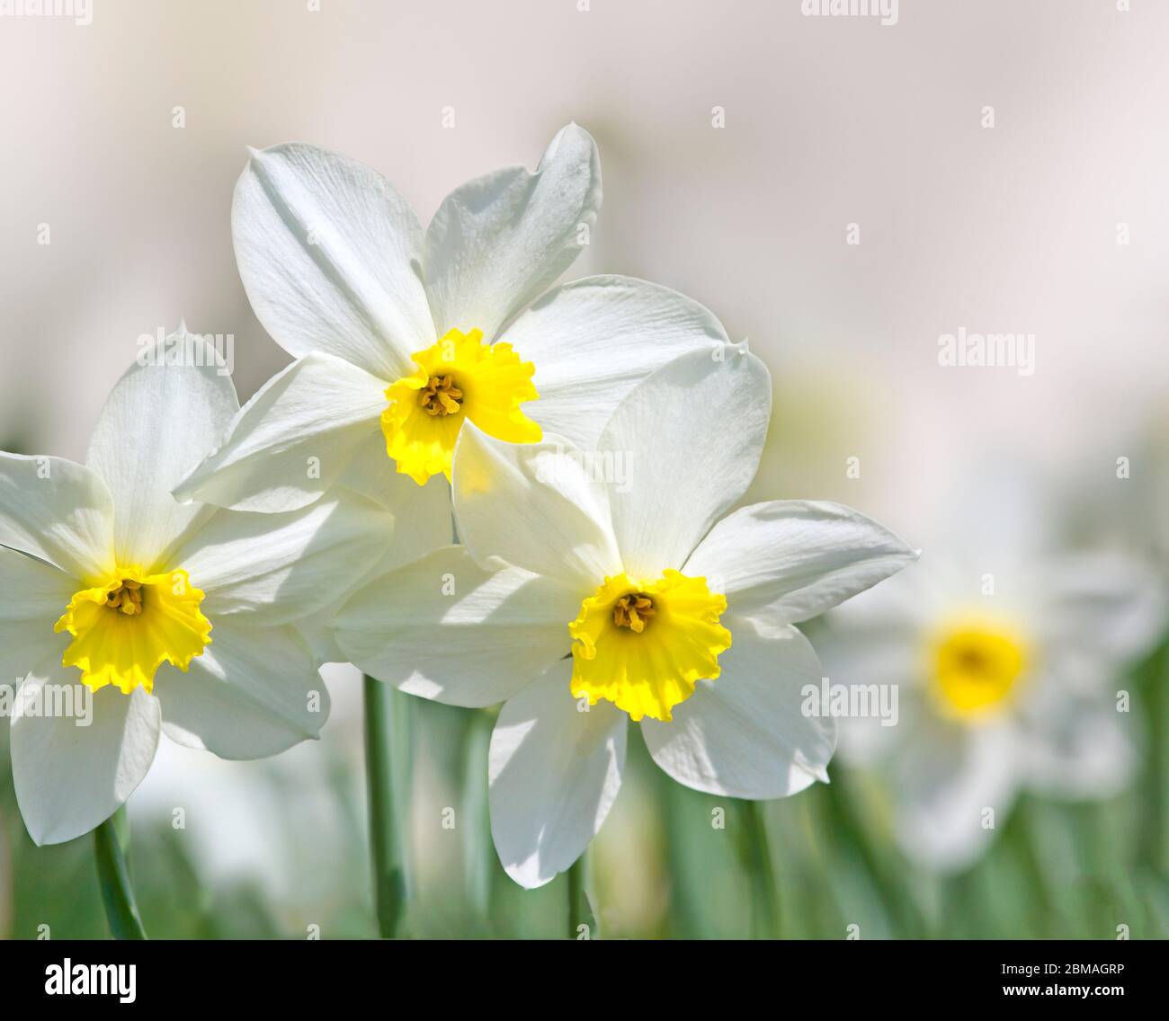 Daffodil (Narcissus spec.), fiori Foto Stock