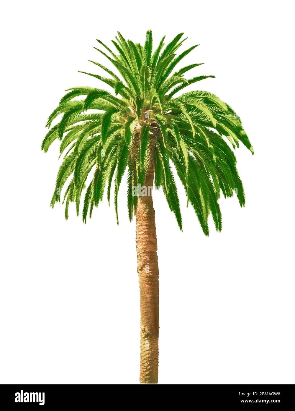 Palma dattero dell'isola delle Canarie (Phoenix canariensis), palma, cutout Foto Stock