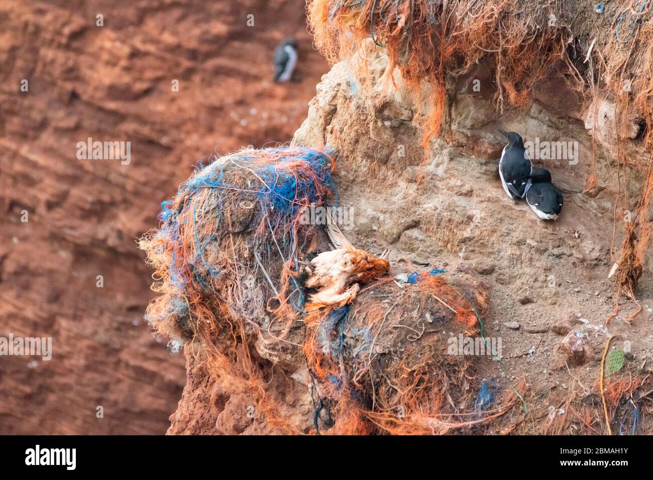 guillemot comune (Uria aalge), gannet settentrionale morto sulla scogliera di uccelli di Helgoland, Germania, Schleswig-Holstein, Heligoland Foto Stock