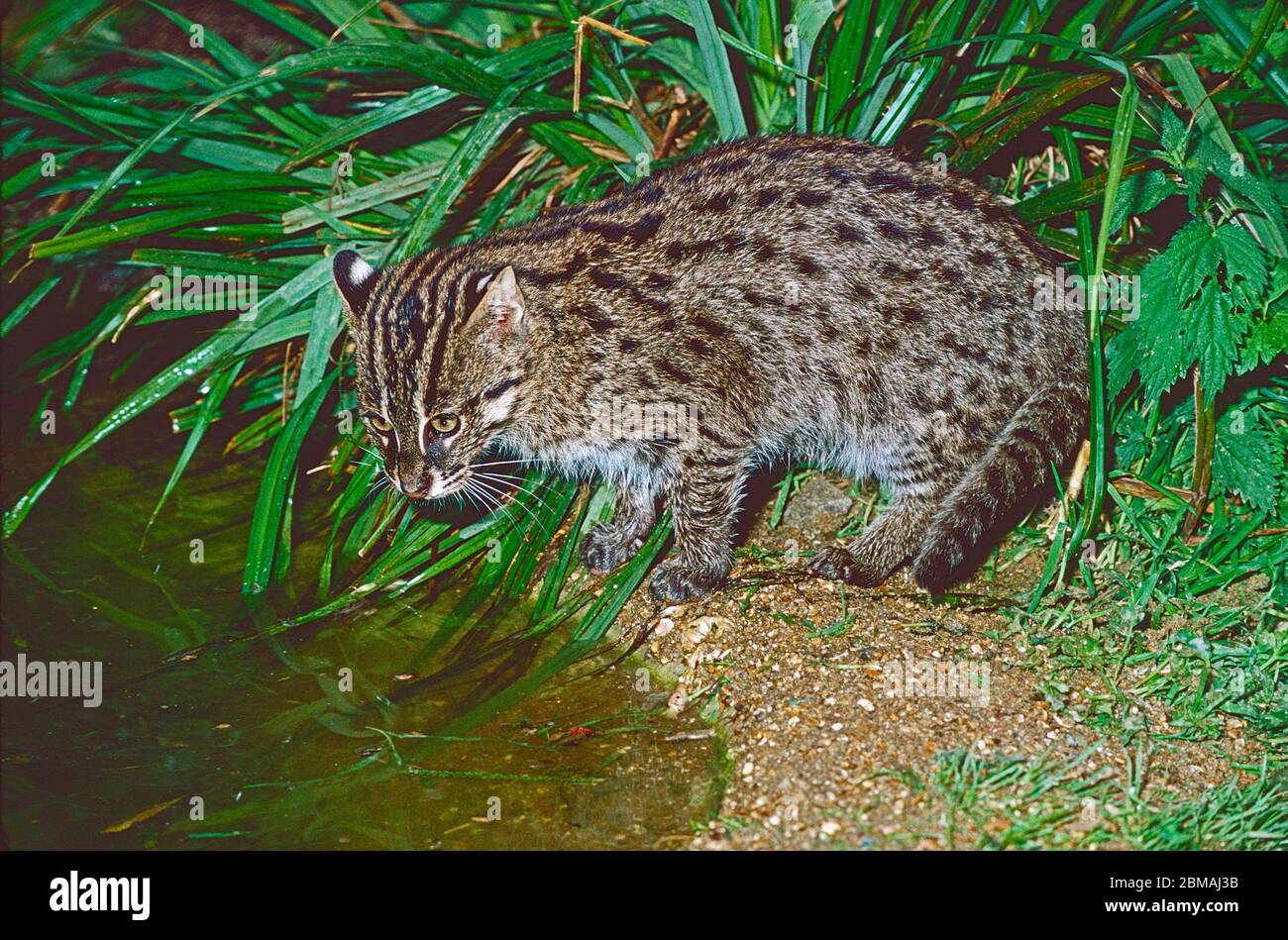 Gatto giovanile da pesca (Pionailurus viverrinus), sperando di catturare un pesce. Da Sumatra e Giava alla Cina meridionale e all'India, specie minacciate di estinzione. Foto Stock