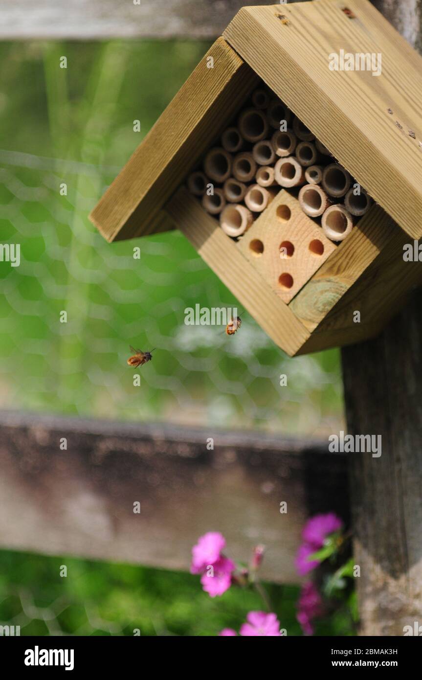 Le api solitarie volano verso una 'casa di bug' in un giardino. Le api costruiscono nidi nei tubi di bambù cavi Foto Stock