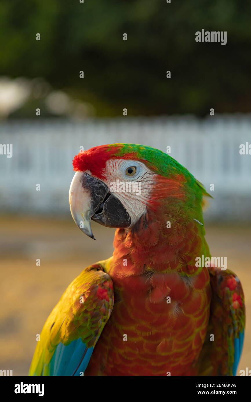 Un pappagallo colorato si affaccia sulla spianata Alun Utara di Yogyakarta. Foto Stock