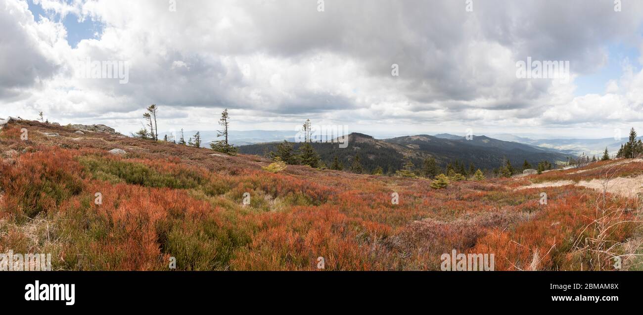 Herbstfarben auf dem Grossen Arber, colori caduta sul Grossen Arber Foto Stock