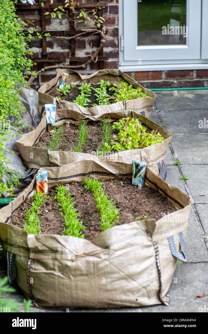 Verdure coltivate in casa in un sacchetto di crescita sul patio come risultato del covid19 lockdown, Inghilterra, Regno Unito, 2020 Foto Stock