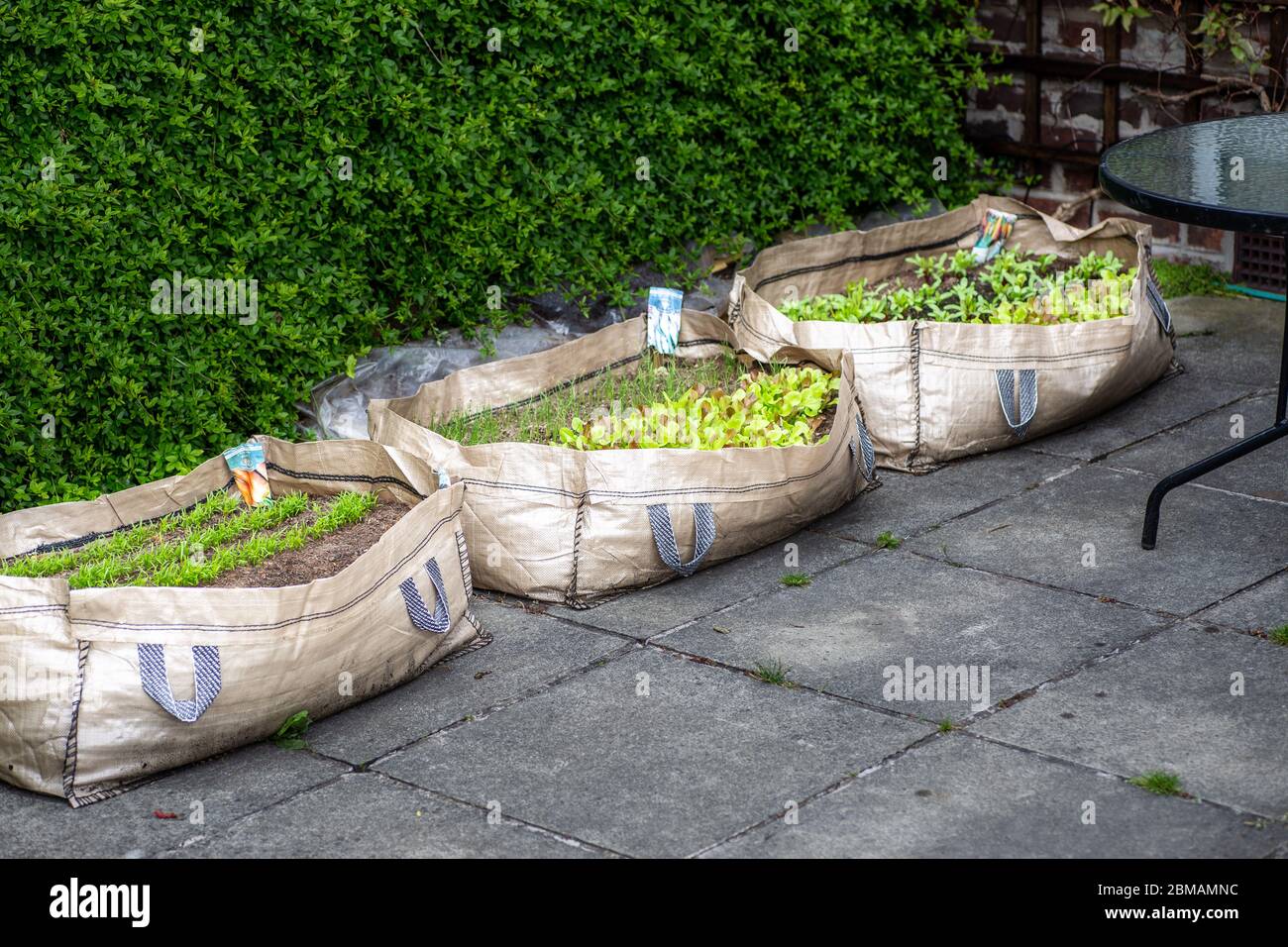 Verdure coltivate in casa in un sacchetto di crescita sul patio come risultato del covid19 lockdown, Inghilterra, Regno Unito, 2020 Foto Stock