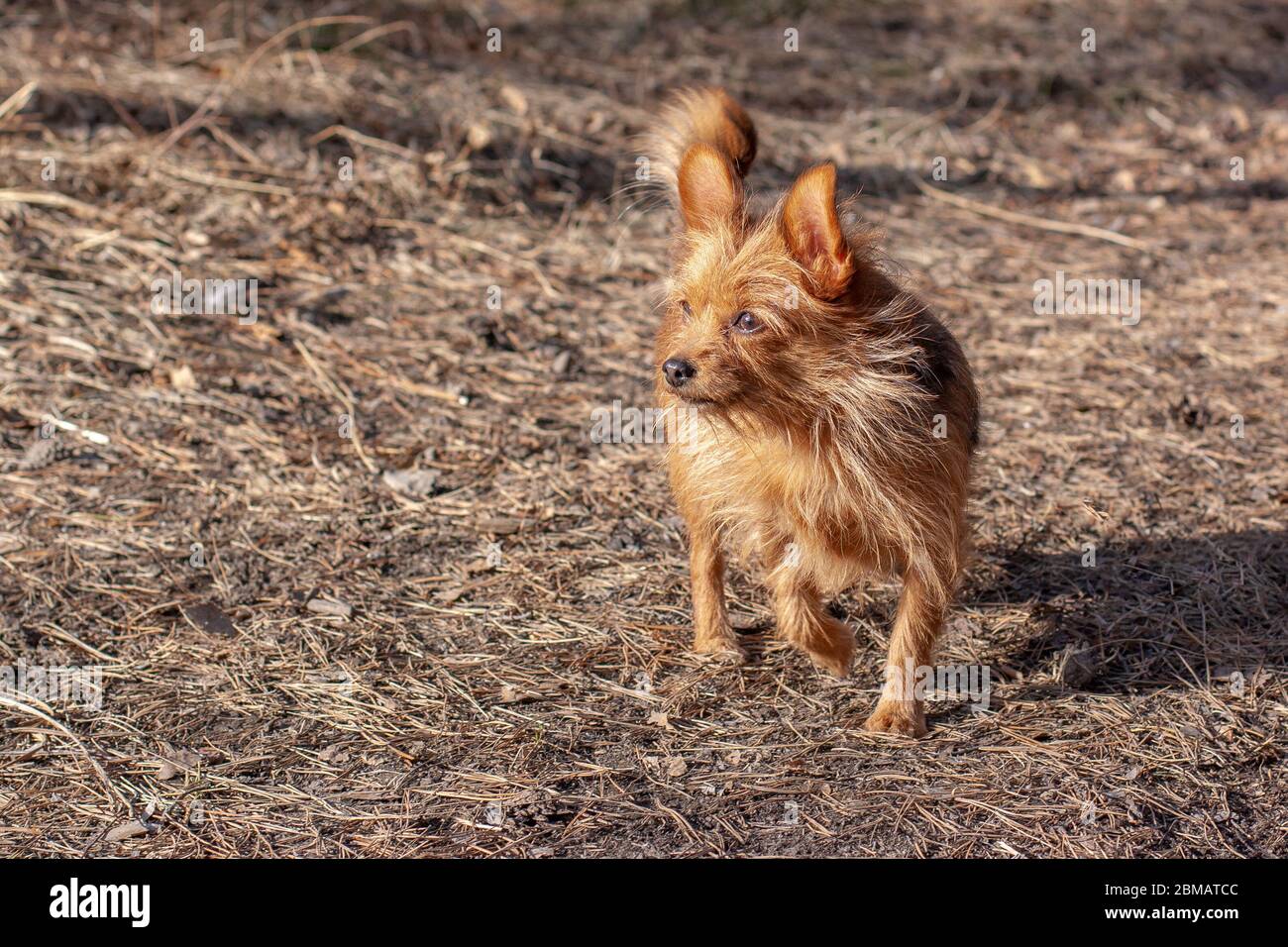 Un orkshire peloso Terrier con grandi orecchie si erge con una zampa sollevata nella foresta e guarda lontano. Un piccolo cane con capelli lunghi marroni. Sfondo sfocato. Foto Stock