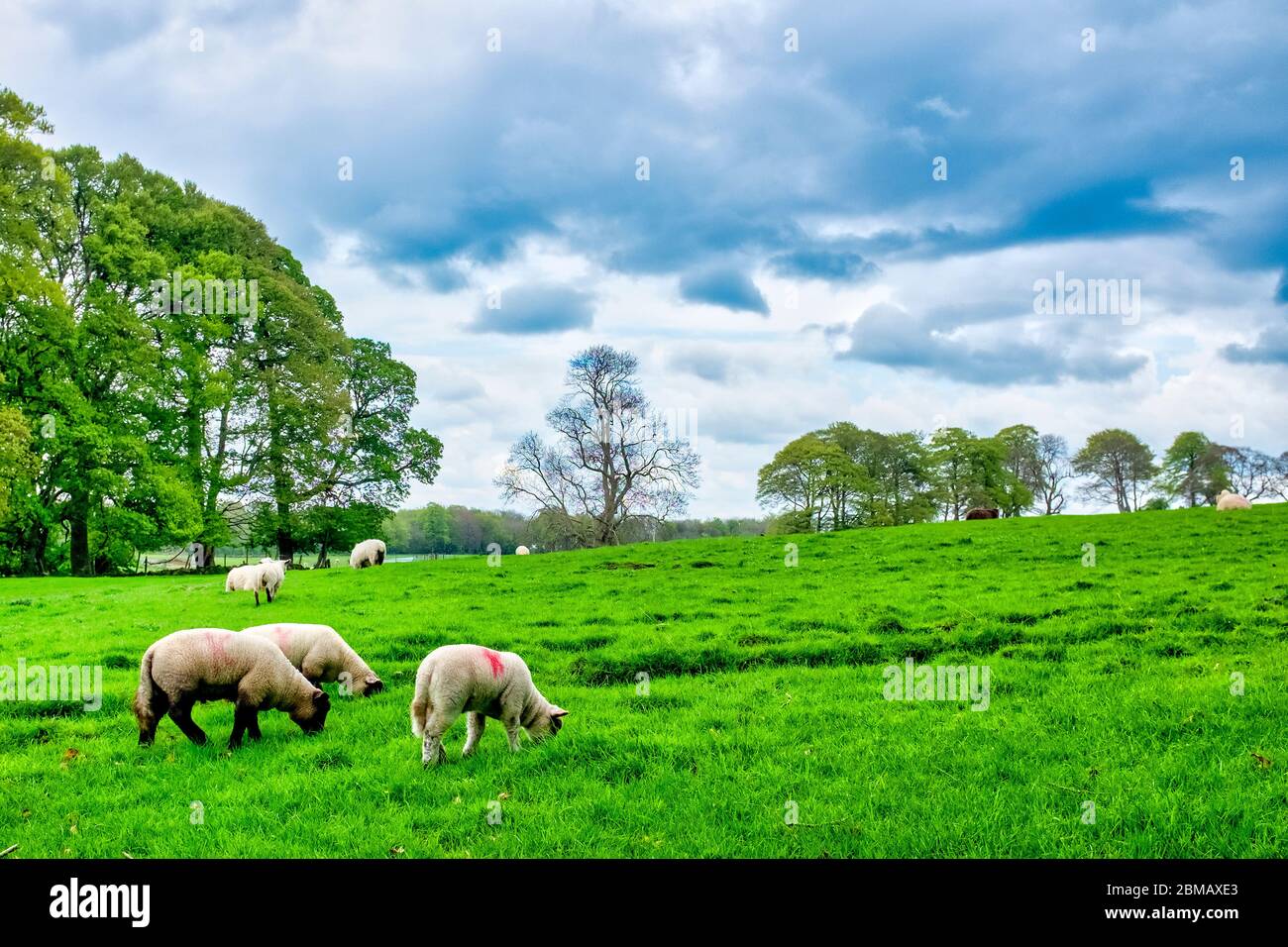 Galway pecore (ovis aries) pascolo in un campo, Contea di Galway, Irlanda, Foto Stock