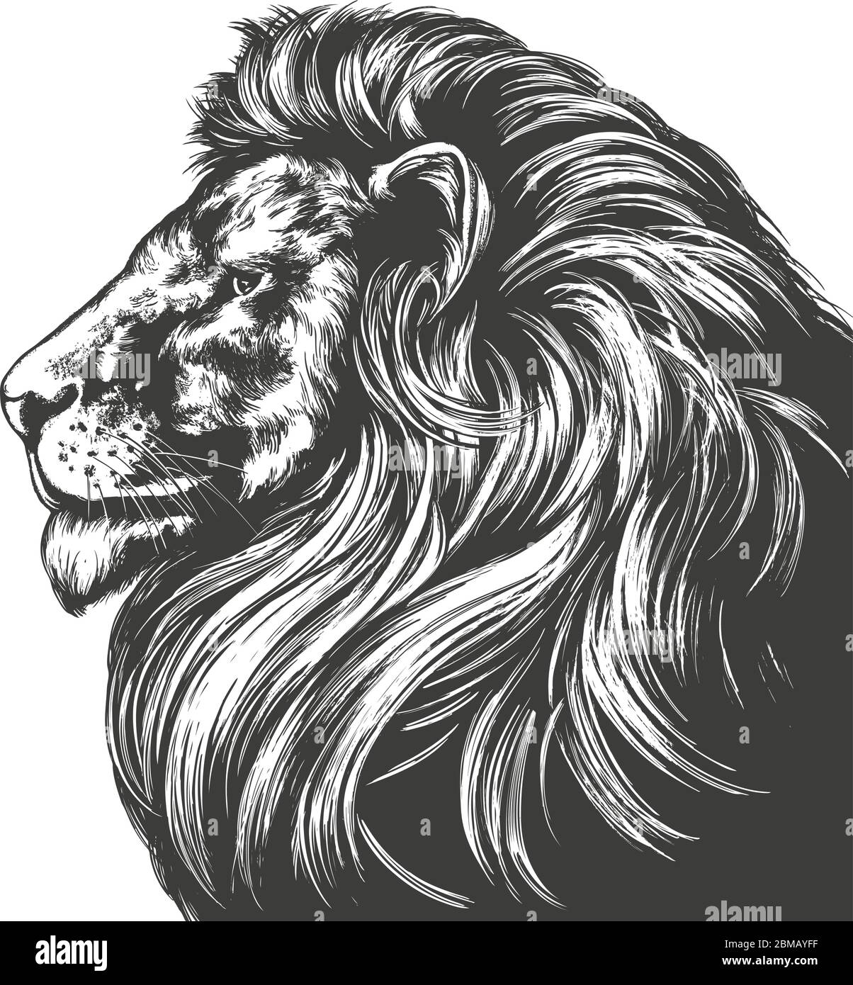 leone animale, re delle bestie, disegno vettoriale disegnato a mano abbozzo realistico. Illustrazione Vettoriale