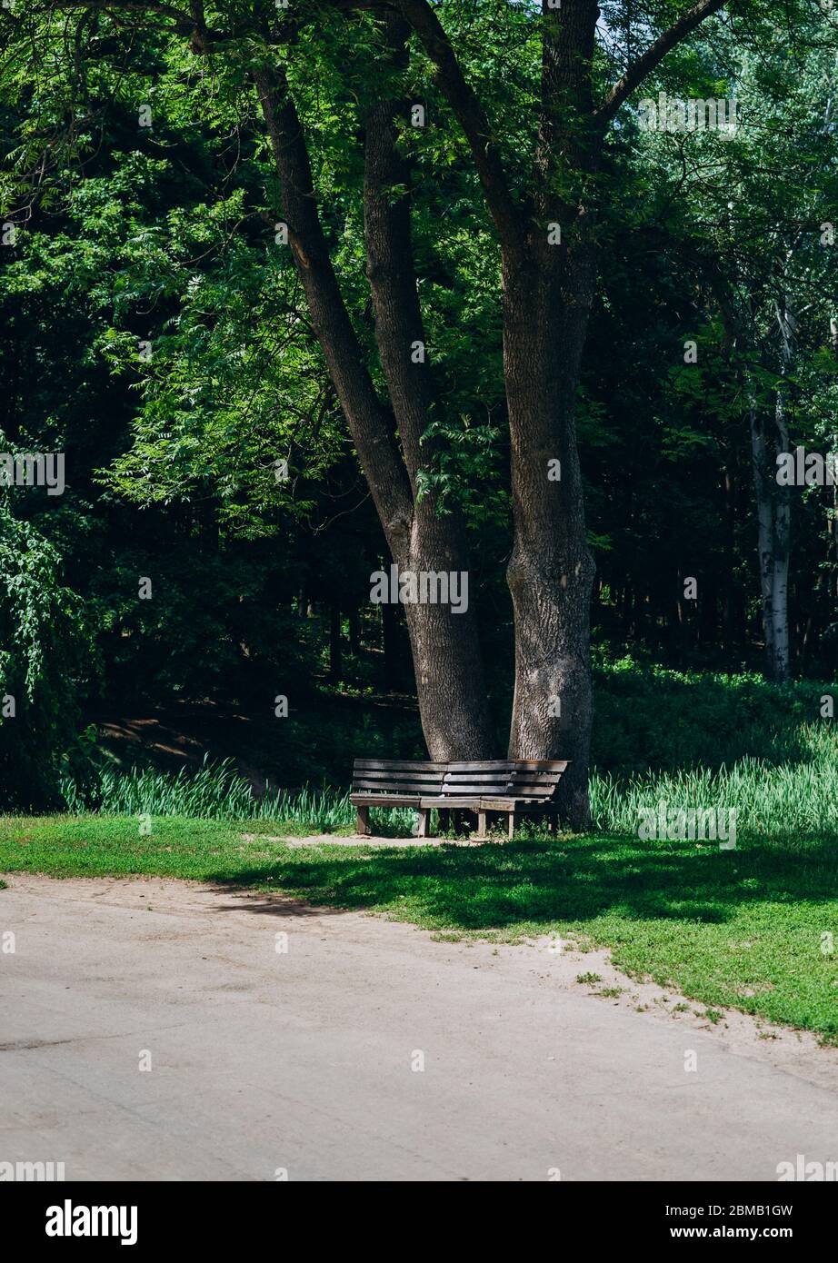 Sentiero nel parco verde. Panca nel parco in una calda giornata estiva. Giornata estiva nel parco, sentiero e panca Foto Stock