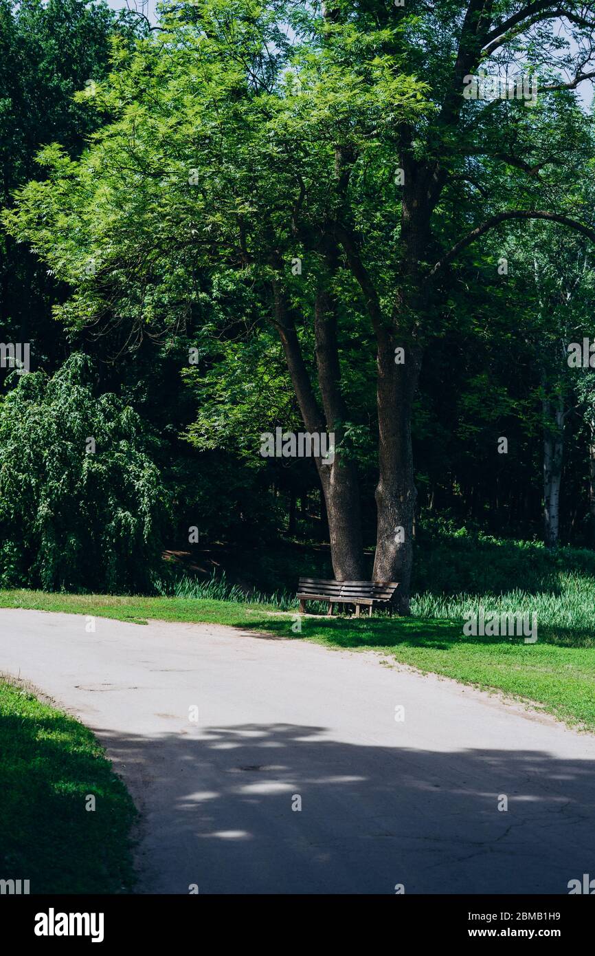 Sentiero nel parco verde. Panca nel parco in una calda giornata estiva. Giornata estiva nel parco, sentiero e panca Foto Stock