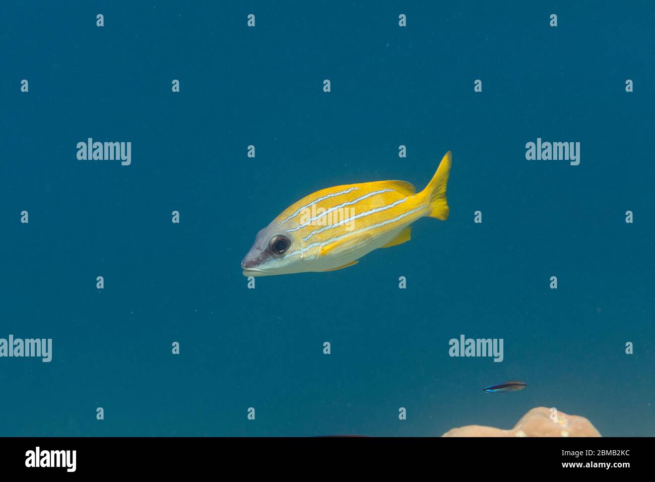 Snapper a strisce blu; Lutjanus kasmira; Maldive Foto Stock