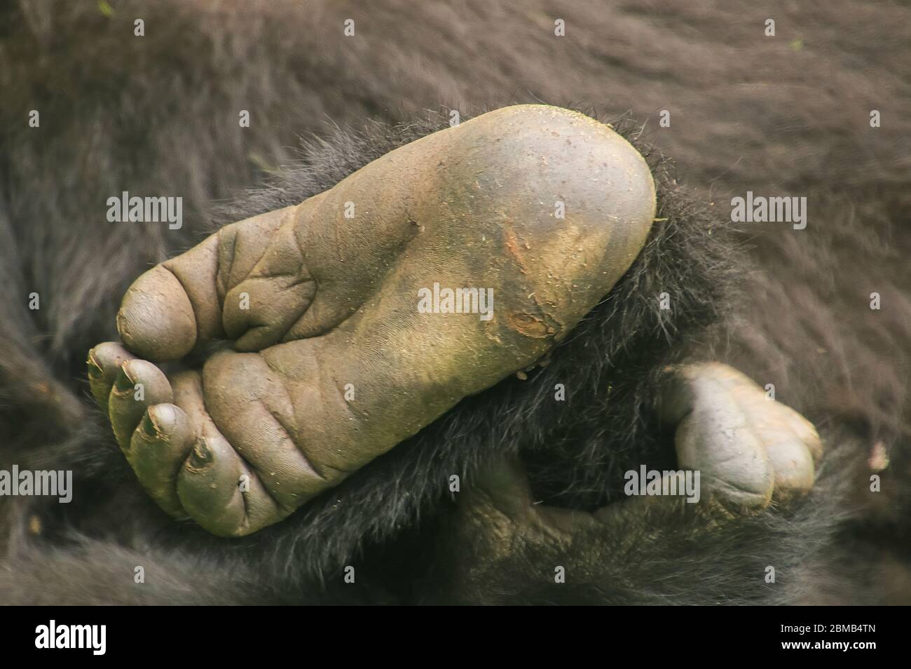 Primo piano della pianta di un piede di un gorilla di montagna giovanile (Gorilla beringei beringei) fotografato al Parco Nazionale dei Vulcani (Parc National des V Foto Stock