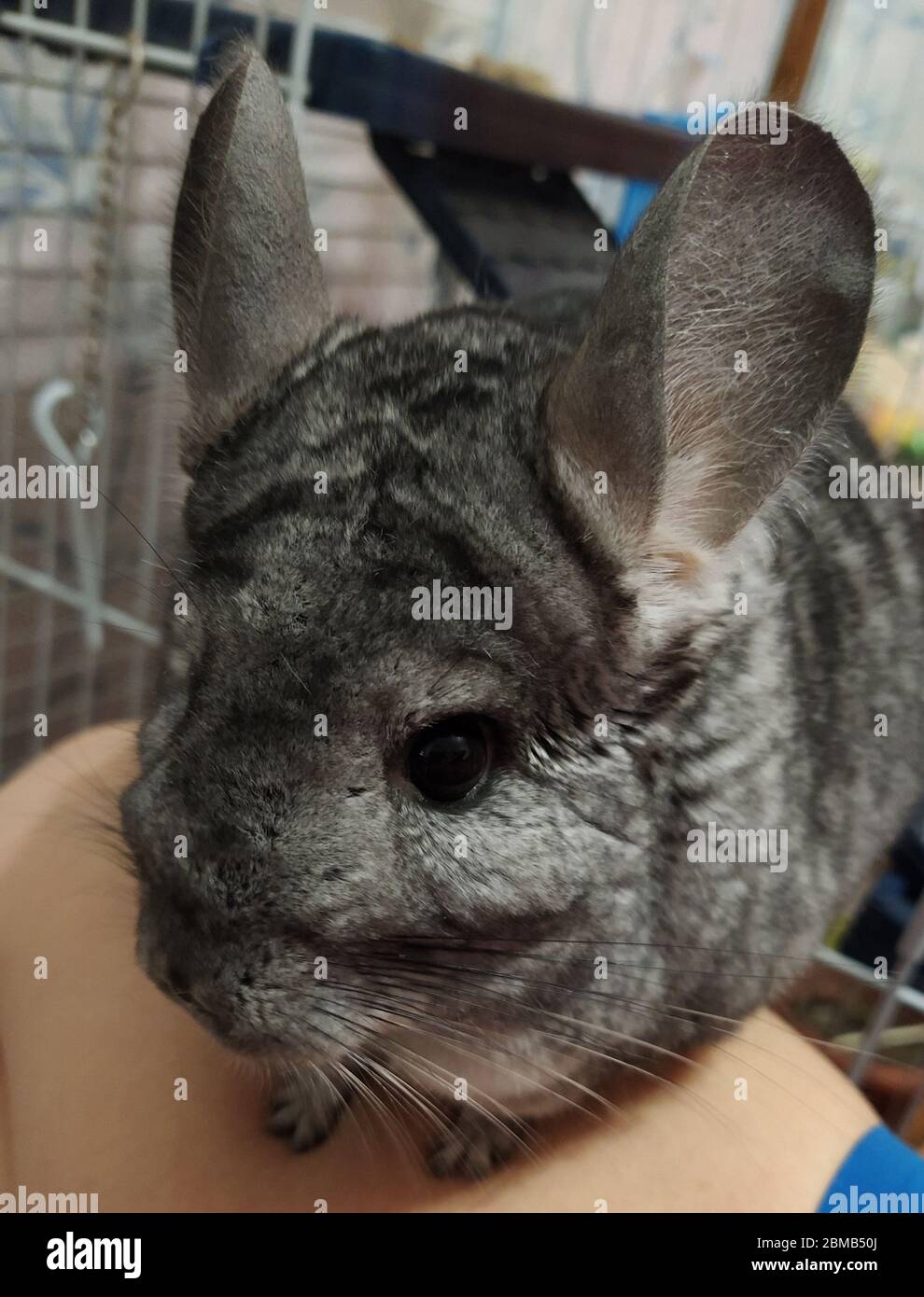 Zampilletta Chinchilla siede sul grembo dei proprietari. Foto di cinchilla grigia addomesticata. Roditore di pelliccia, animale domestico. Animale da pelliccia Foto Stock