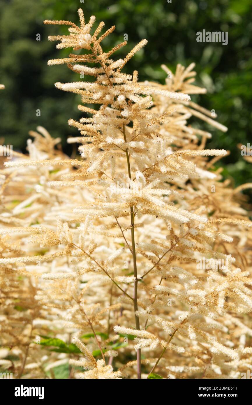 Aruncus dioicus, barba di capre Foto Stock