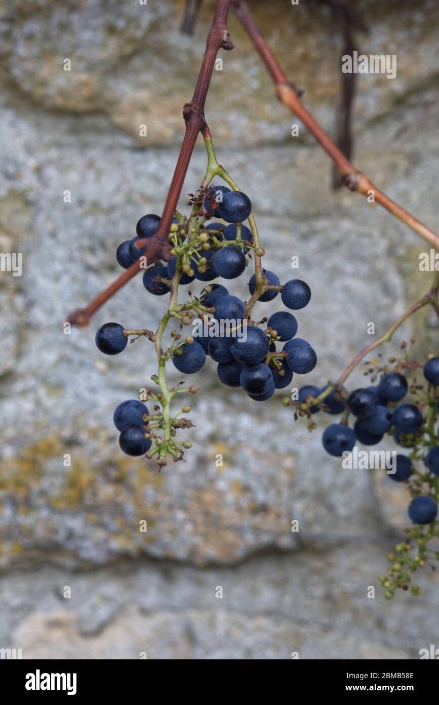 frutti di bosco maturi autunnali che crescono su un muro di pietra Foto Stock