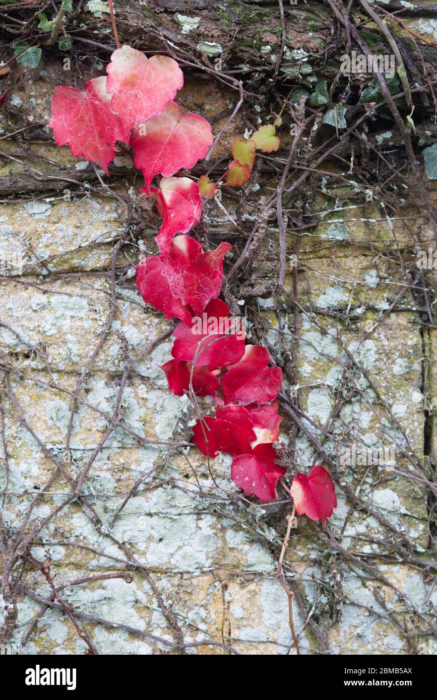 Hedera Helix che peping foglie contro un muro di pietra. Foto Stock