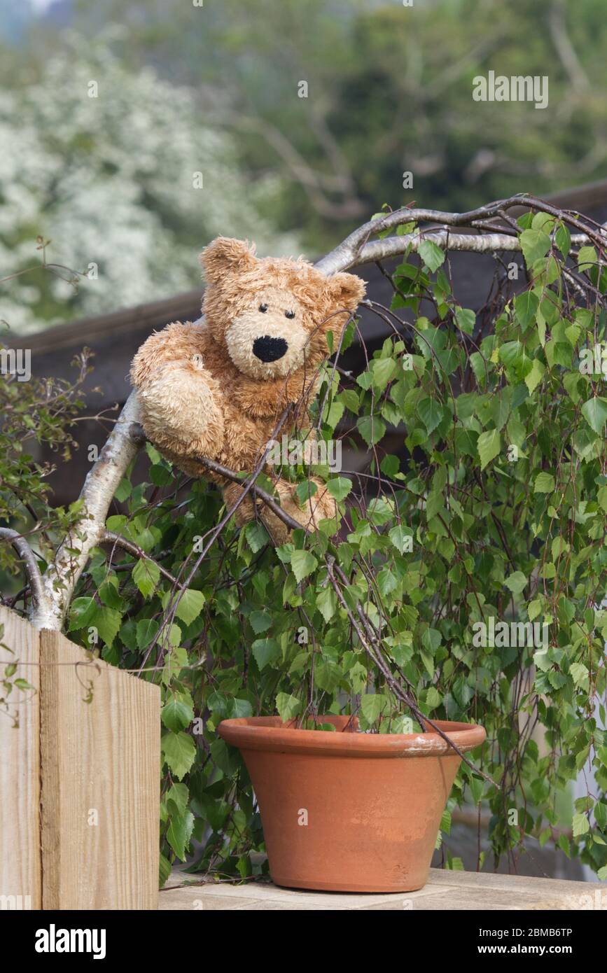 Orso di Teddy in un albero a sostegno dell'epidemia del 19 del covid di NHS Foto Stock