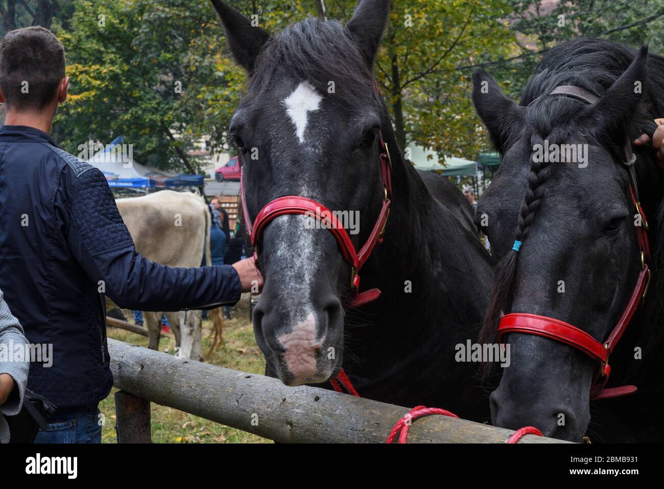 Cavallo nero con stella bianca in fronte significa buona fortuna, per la  vendita durante il mercato contadino Foto stock - Alamy