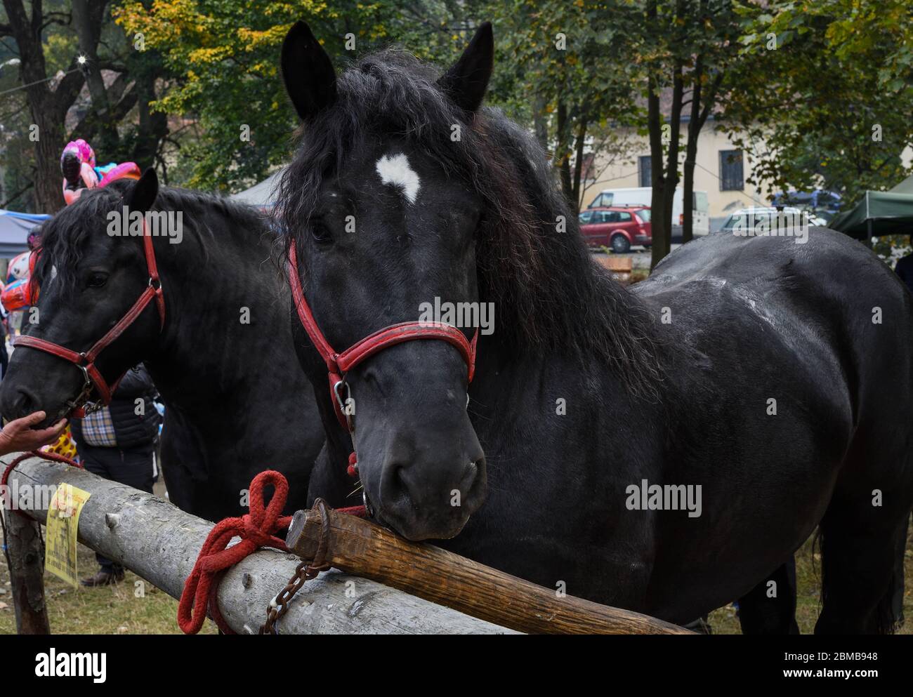 Cavallo nero con stella bianca in fronte significa buona fortuna, per la  vendita durante il mercato contadino Foto stock - Alamy