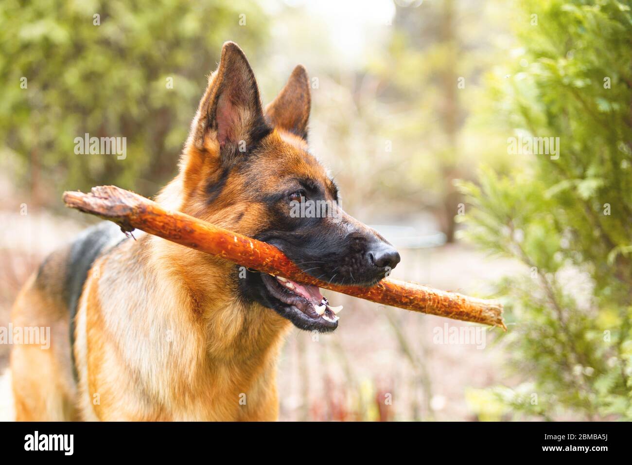 Ritratto di un pastore tedesco con un bastone in bocca. Cane purebred. Foto Stock
