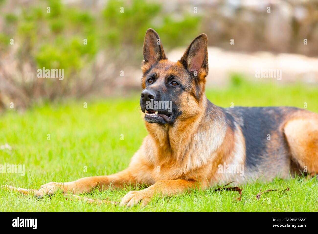 Pastore tedesco sdraiato sull'erba del parco. Ritratto di un cane purebred. Foto Stock