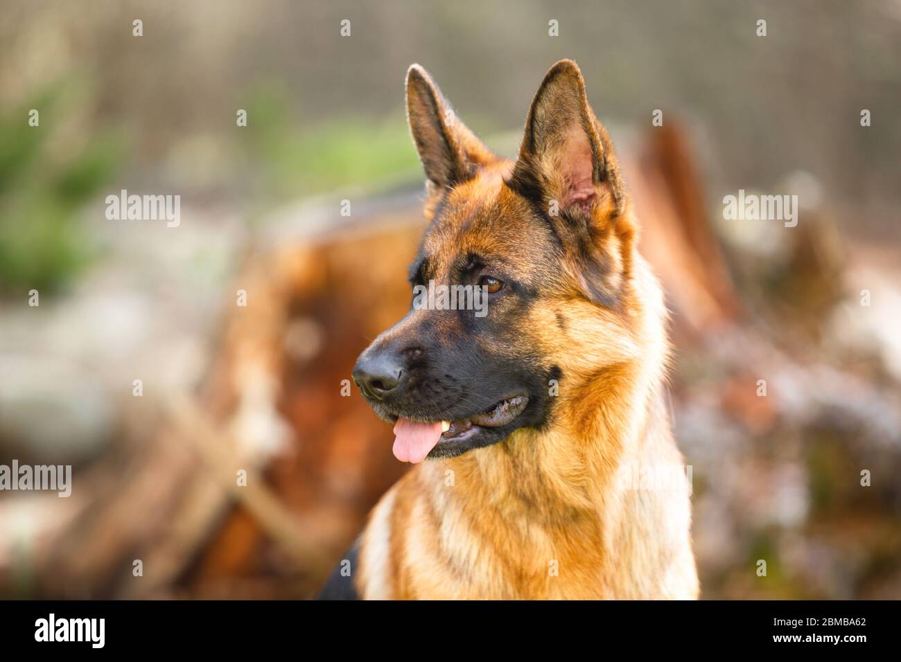 Ritratto di un pastore tedesco in un parco. Cane purebred. Foto Stock