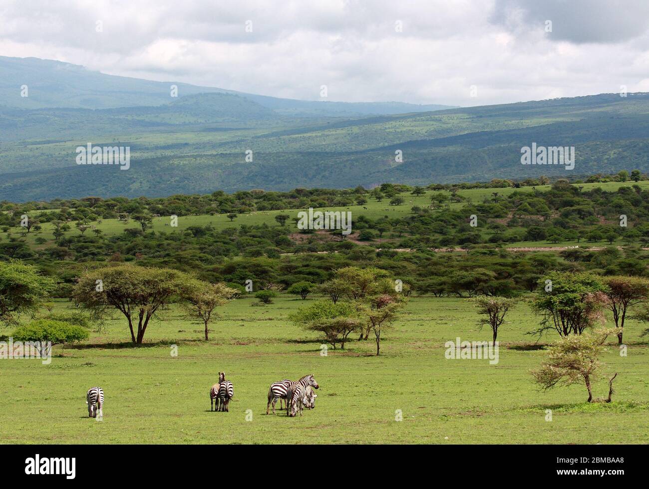 Zebre al pascolo sul confine del Kenya e Tanzania savana Serengeti e Masai Mara bello paesaggio verde stagione umida Foto Stock