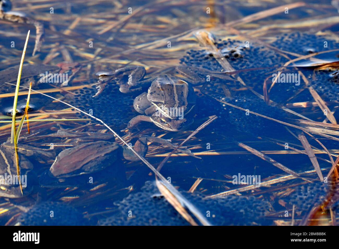 Rane di legno 'Rana sylvatica', che si accoppiano in acque poco profonde in un piccolo lago vicino Hinton Alberta Canada. Foto Stock