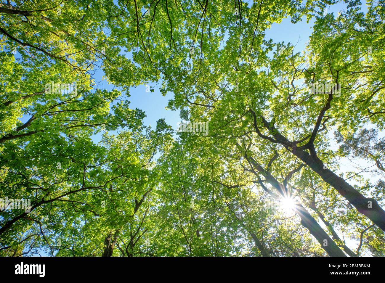 Guarda su in una bella foglia verde baldacchino di alti alberi decidui con vegetazione lussureggiante contro il cielo blu chiaro con il sole. Visto in Germania nel mese di maggio. Foto Stock