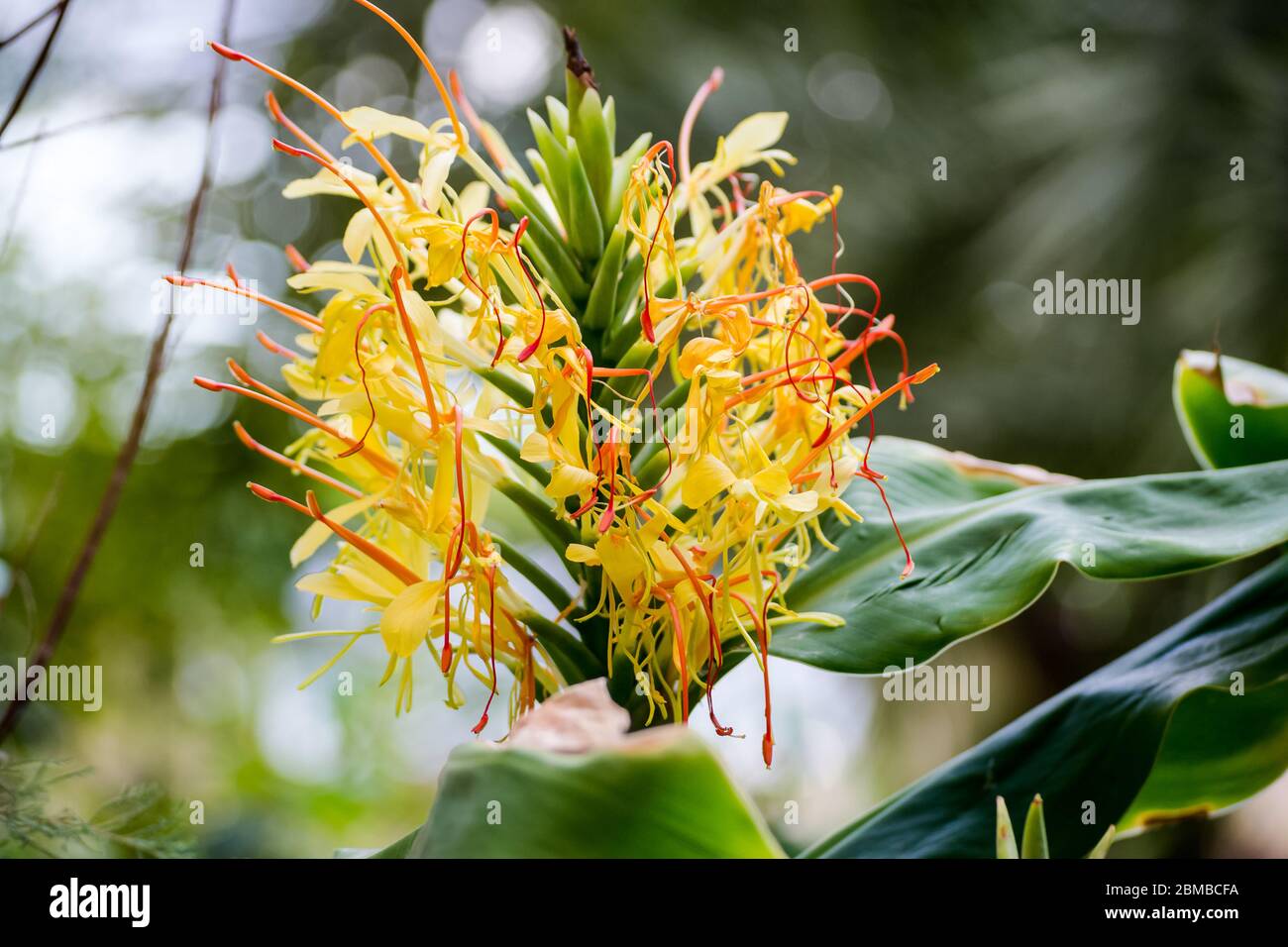 Un fiore giallo e arancione di tessere 'cafaa', luminoso e colorato, che si trova a Salerno, nel giardino di Minerva. Foto Stock