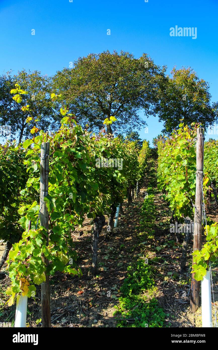 Vitigni (Vitis vinifera) della varietà Riesling sulla collina di Lohrberg, un parco e vigneto del terroir Rheingau a Francoforte sul meno, Germania. Foto Stock