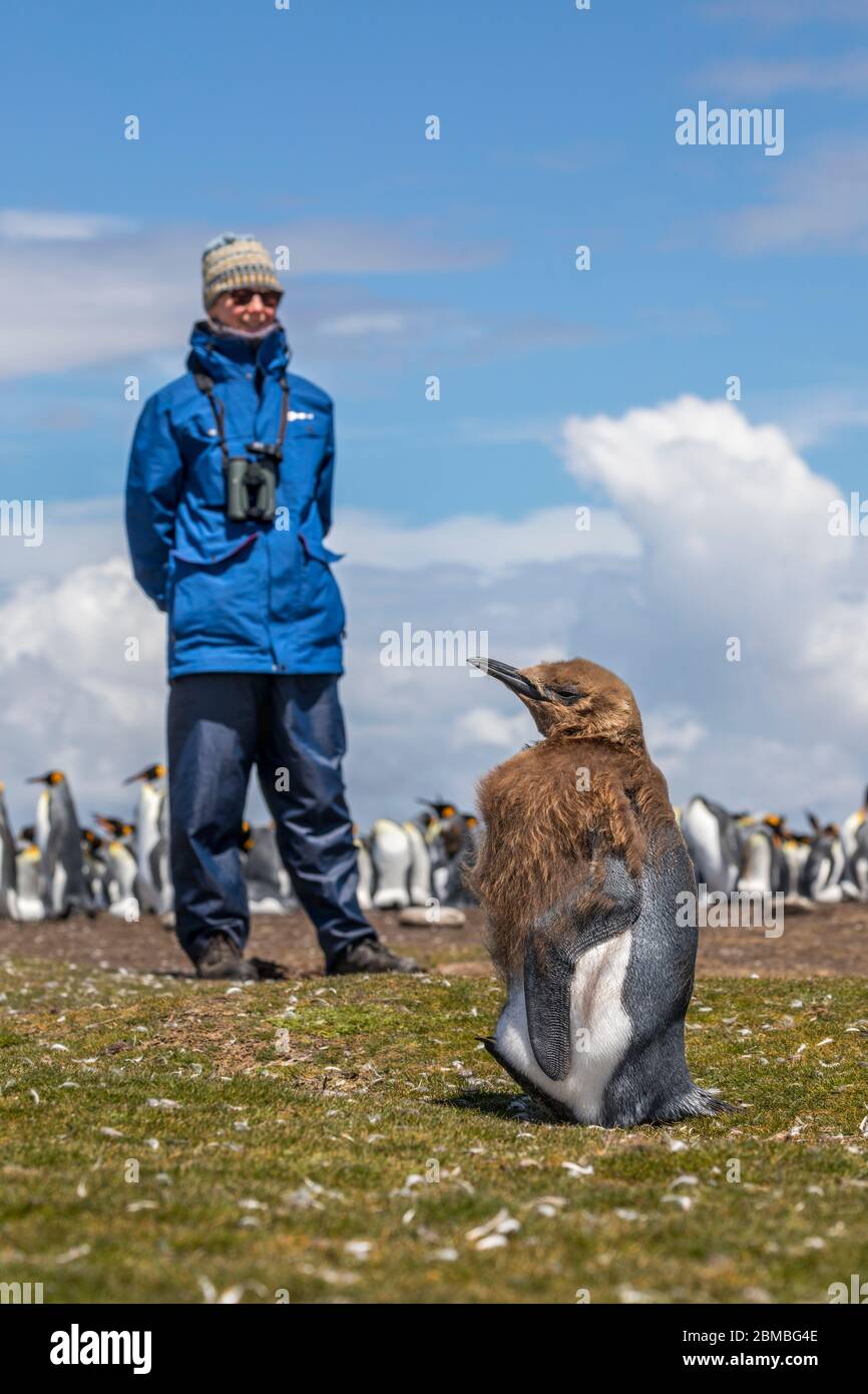Re Pinguino; Appenodytes patagonicus; Donna con pulcino Molting; Colonia oltre; Volontario Point; Falklands Foto Stock