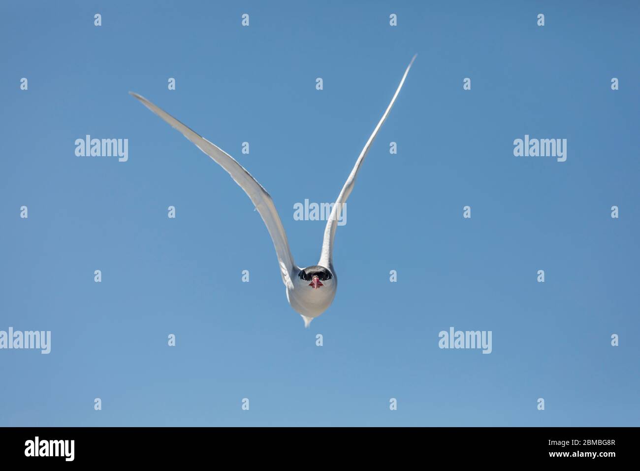 Tern sudamericano; Sterna hirundinacea; in volo; Falklands Foto Stock