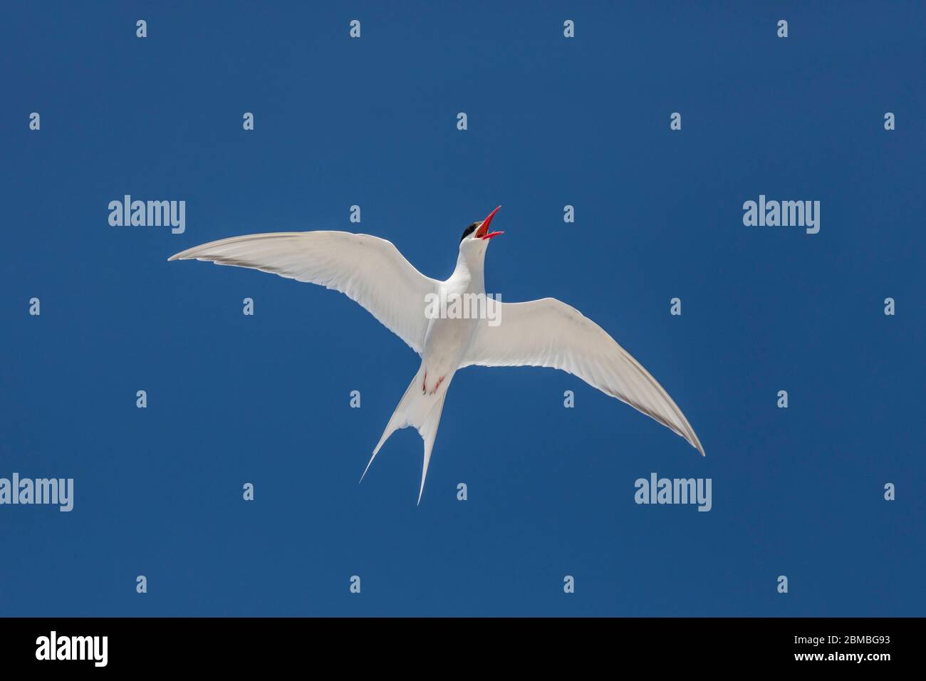 Tern sudamericano; Sterna hirundinacea; chiamata in volo; Falklands Foto Stock