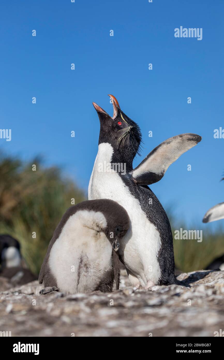 Pinguino di Rockhopper meridionale; crisocome di Eudyptes; Parent e Chick; Falklands Foto Stock