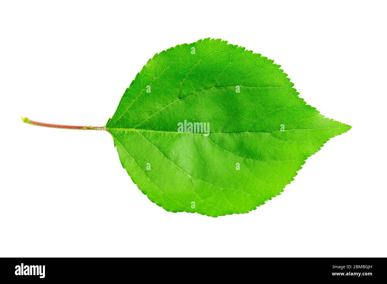 Foglia di albicocca isolata su sfondo bianco. Il file contiene il percorso di ritaglio. Foto Stock
