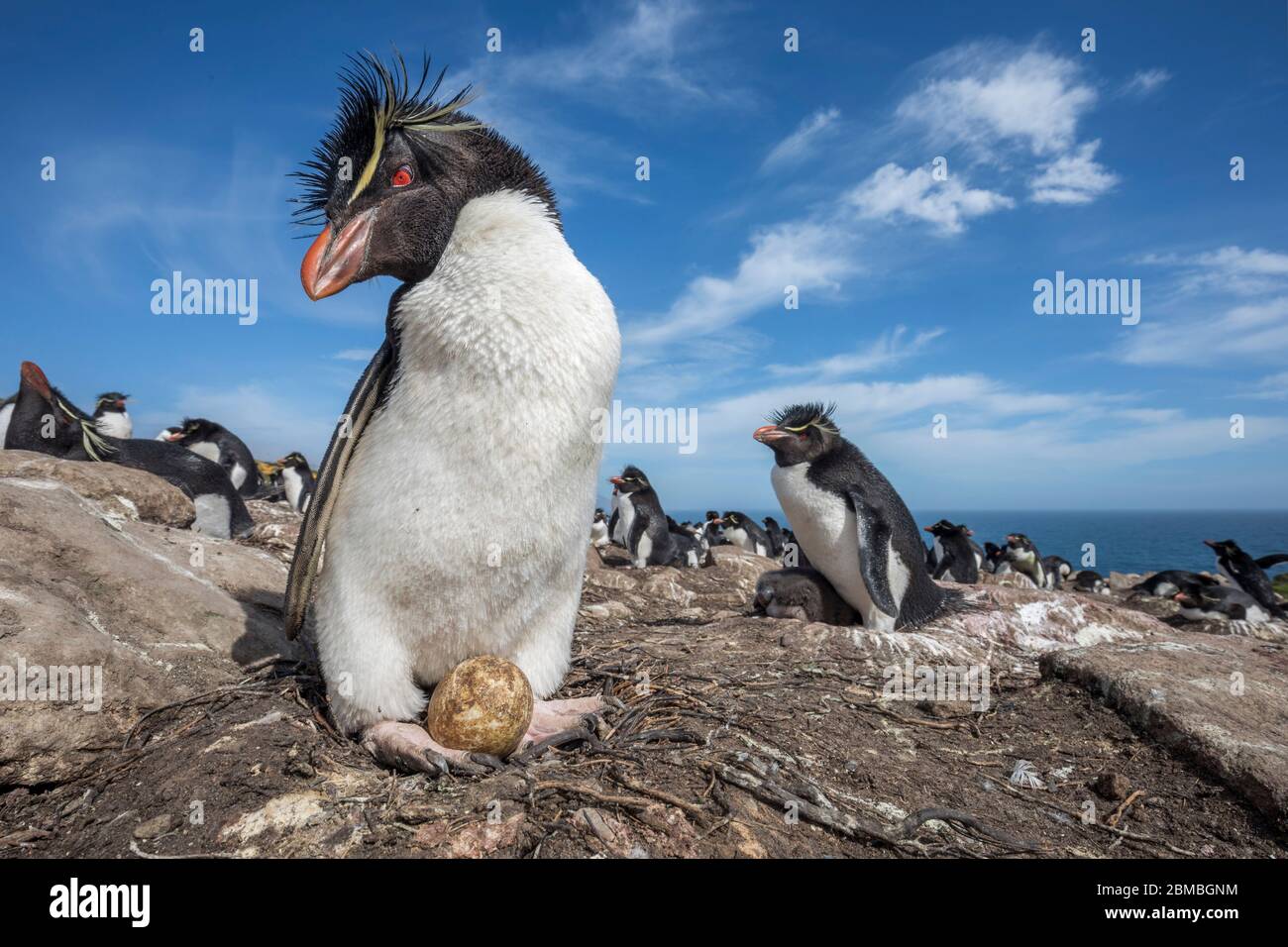 Pinguino di Rockhopper meridionale; Eudyptes crisocome; con uovo; Colonia; Falklands Foto Stock