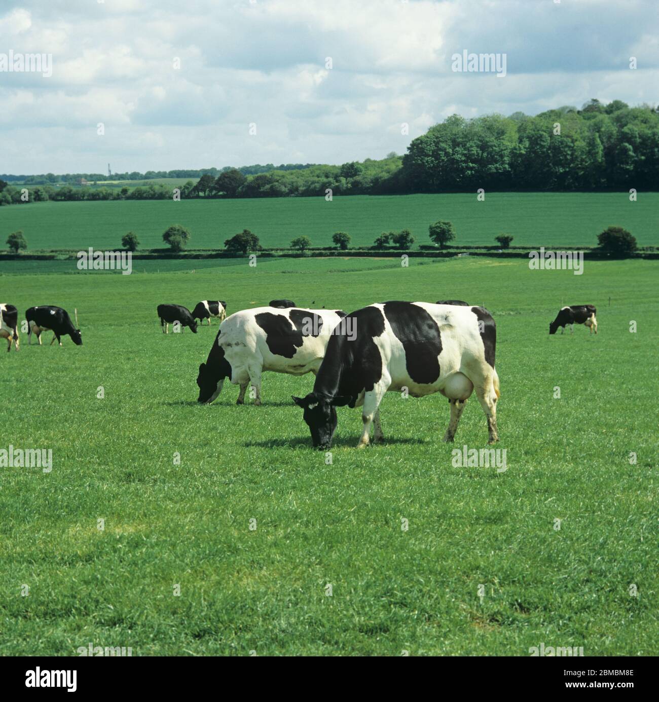 Holstein Friesian mucche da latte che pascolano su erba estiva, Hampshire Foto Stock
