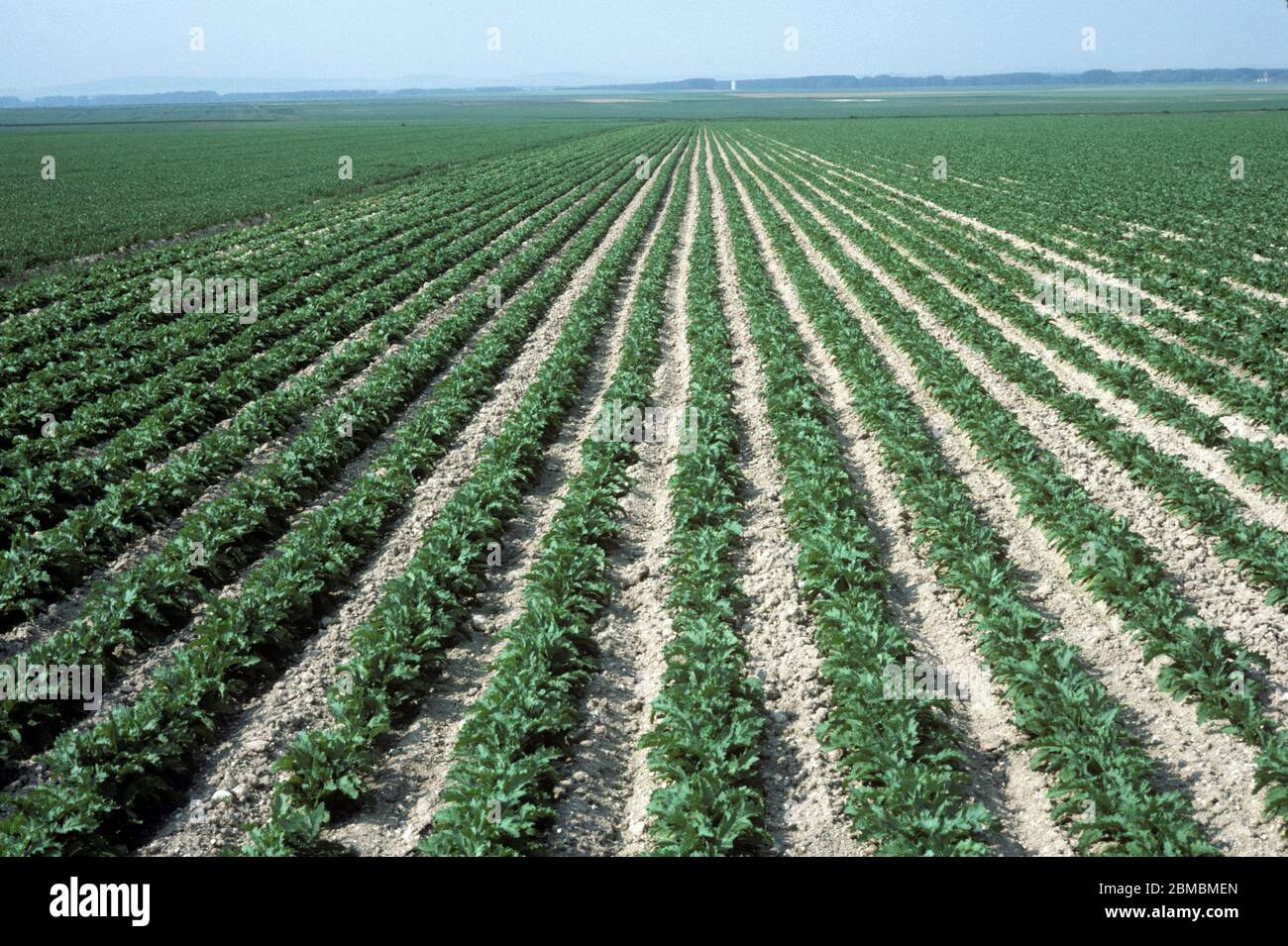 Grande campo di papavero di oppio giovane (Papaver somniferum) raccolto in file diritte su suolo leggero nella regione Champagne, Francia Foto Stock