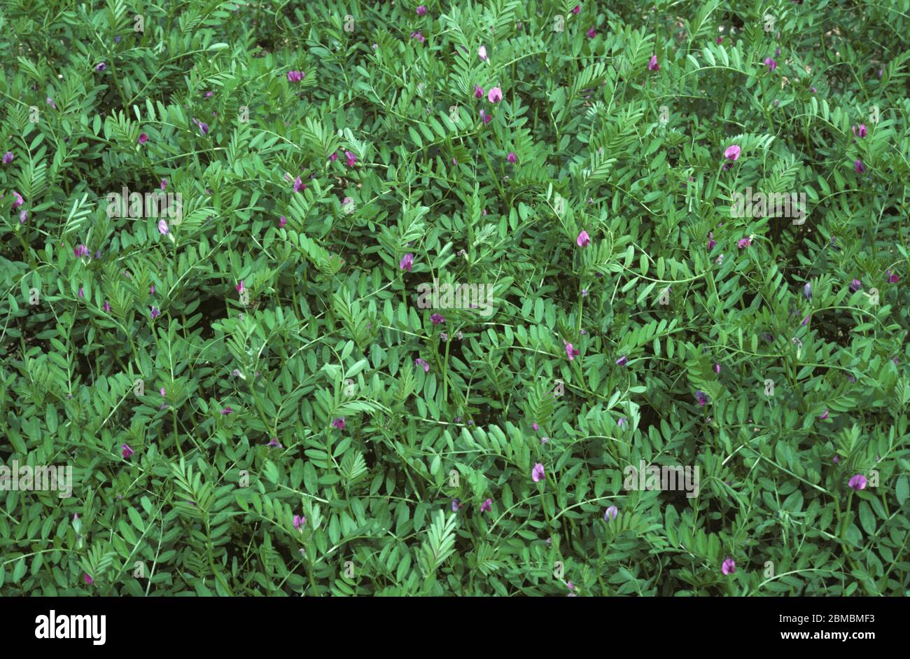 Vetch comune (Vicia sativa) fioritura azoto fissazione leguminosa pianta coltivata per foraggio, Champagne, Francia Foto Stock