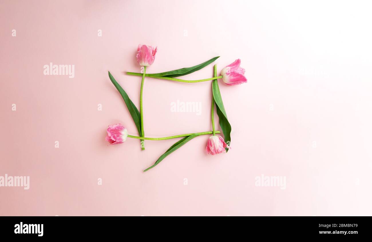 Composizione floreale da tulipani fare cornice per l'invito su sfondo rosa Foto Stock