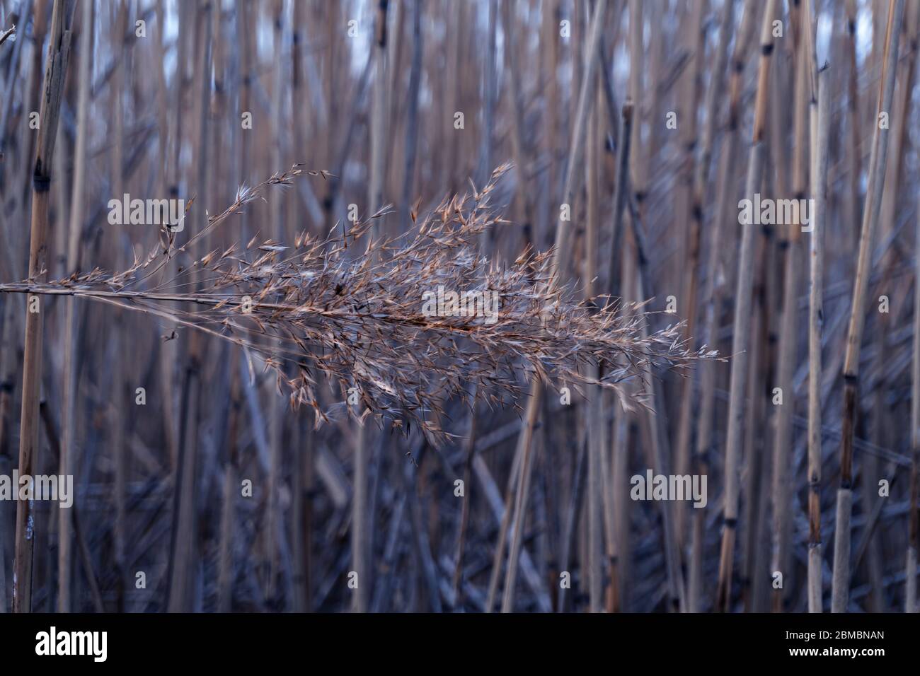 Reed a campo di sedazione, tonico al blu classico Foto Stock