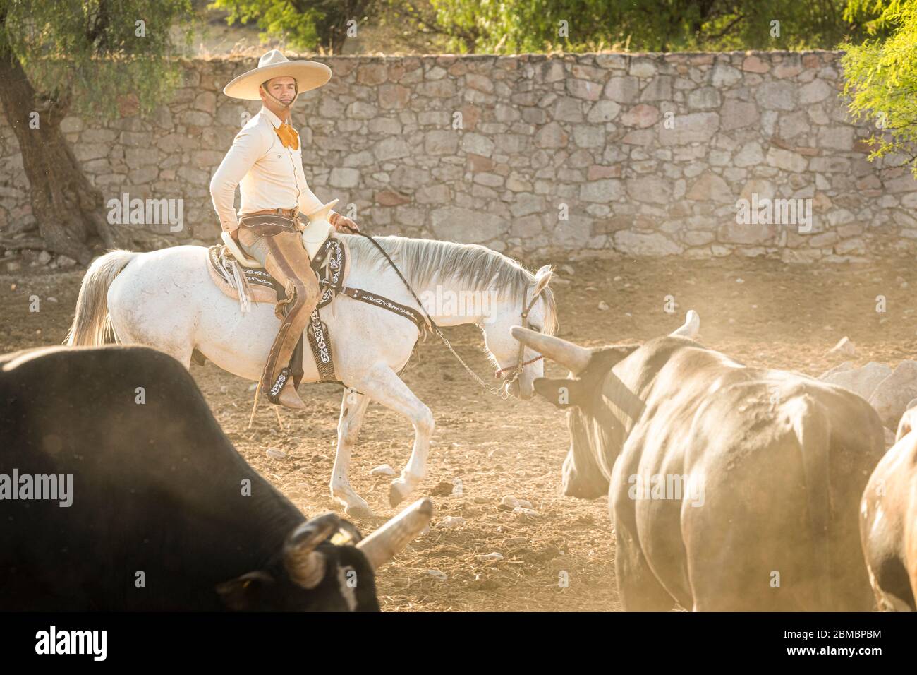 Un charro o cowboy mandrie tori sulla la Cantera Hacienda vicino Lagos de Moreno, Jalisco, Messico. Foto Stock