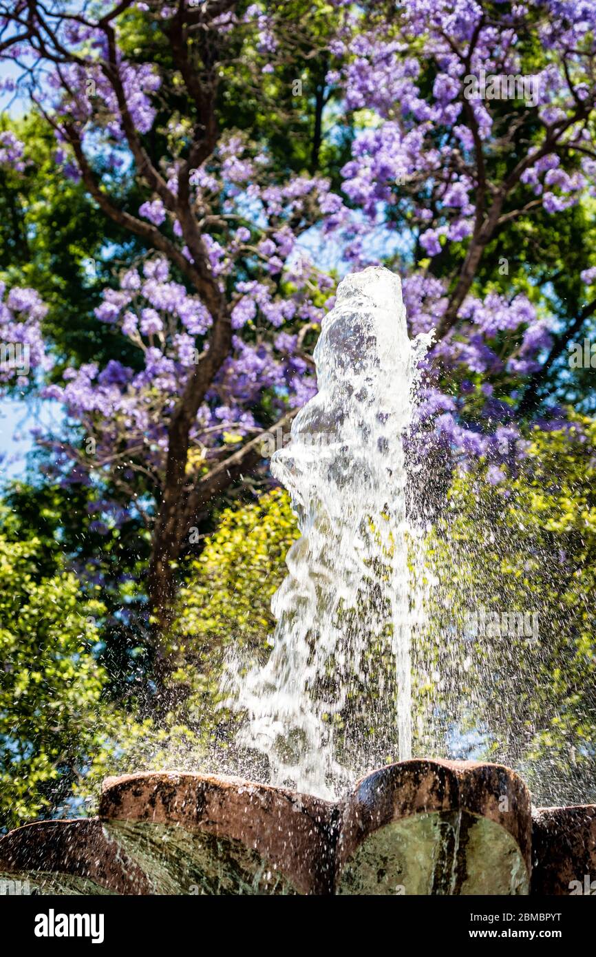 Fiori Jacaranda e fontana a Lagos de Moreno, Jalisco, Messico. Foto Stock